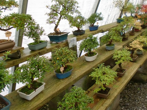 Bonsai Gardens of the Northeast Part 1 | Japanese Bonsai Pots Blog