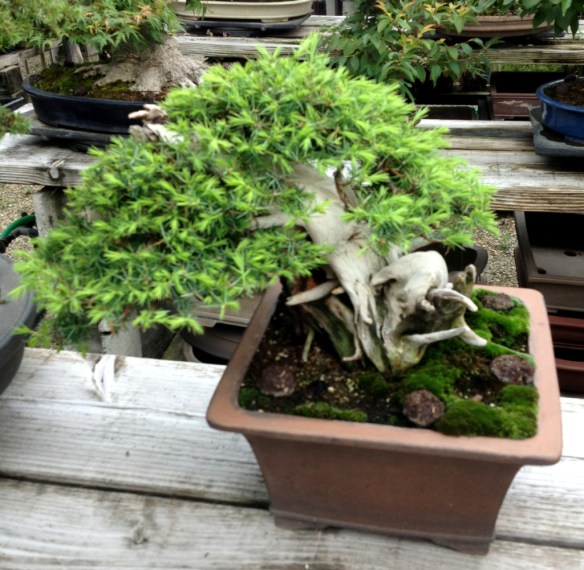 roter bambus 'chinese wonder Horstbambus 'Asian Wonder' - Fargesia scabrida Asian Wonder main image 0