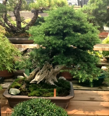 ligustrum sinensis bonsai Chinese Ligustrum Bonsai Tree – Bella Bonsai Nursery main image 1