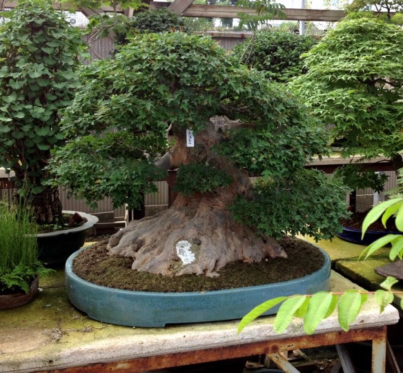bonsai pflanzset Bonsai-Anzuchtset Ginkgo – Glücksbaum Starter-Set für Anfänger – Wurzelbox main image 1