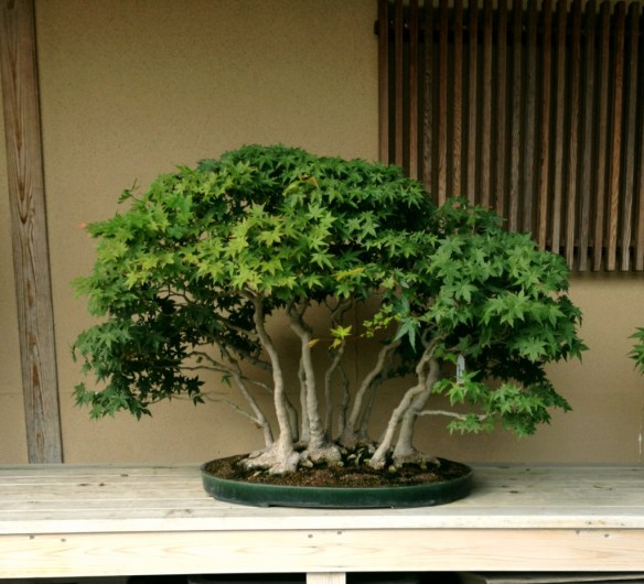 Nihon de Hajimete, Part 9: S-Cube and Yorozuen | Japanese Bonsai Pots Blog