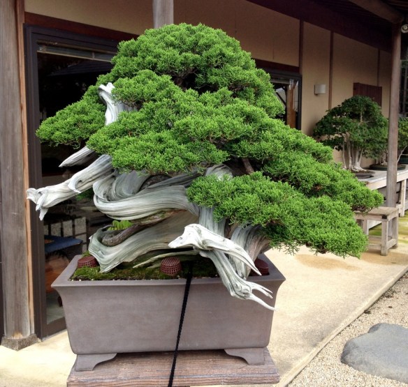 Nihon de Hajimete, Part 9: S-Cube and Yorozuen | Japanese Bonsai Pots Blog
