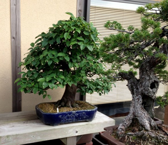 Nihon de Hajimete, Part 9: S-Cube and Yorozuen | Japanese Bonsai Pots Blog