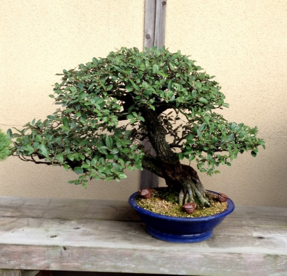 Nihon de Hajimete, Part 9: S-Cube and Yorozuen | Japanese Bonsai Pots Blog