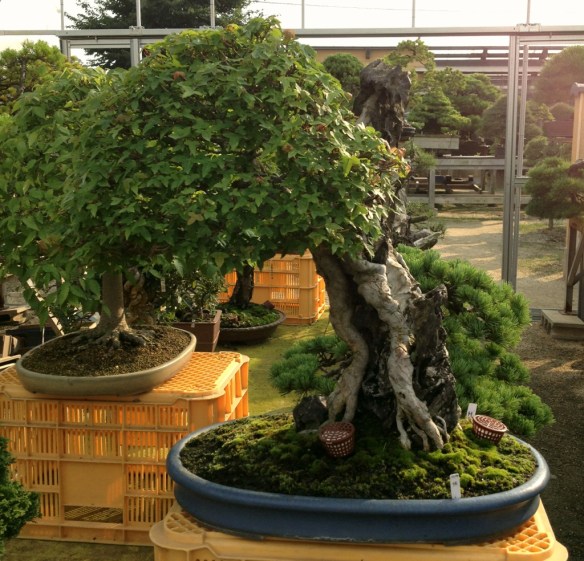 Nihon de Hajimete, Part 9: S-Cube and Yorozuen | Japanese Bonsai Pots Blog