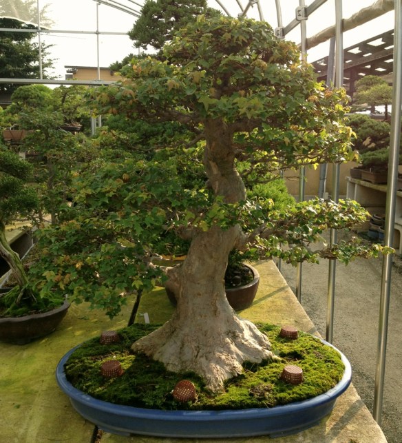 Nihon de Hajimete, Part 9: S-Cube and Yorozuen | Japanese Bonsai Pots Blog
