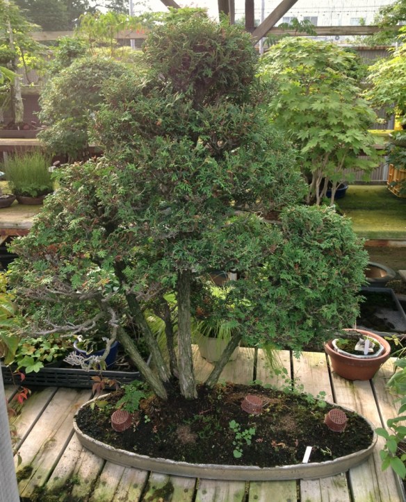 Nihon de Hajimete, Part 9: S-Cube and Yorozuen | Japanese Bonsai Pots Blog